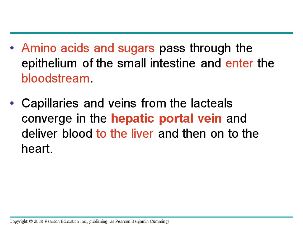 Amino acids and sugars pass through the epithelium of the small intestine and enter